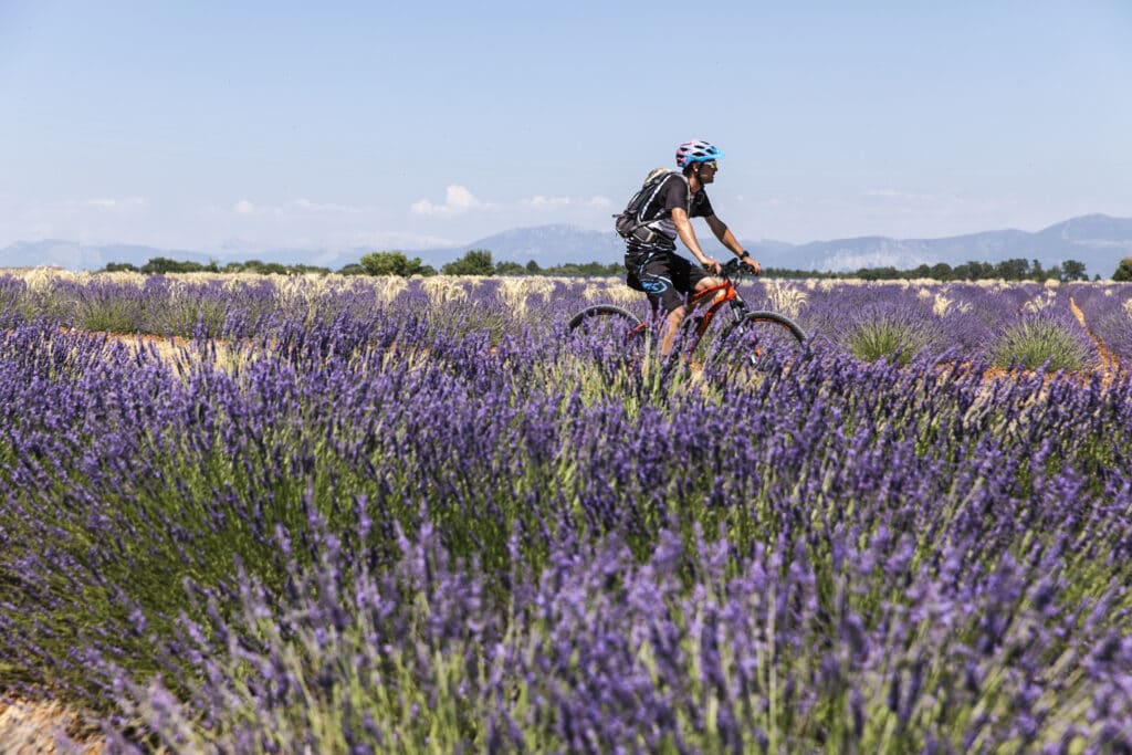 Balade à vélo en Provence sur le plateau de Valensole. Pédalez au milieu des champs de lavandes.