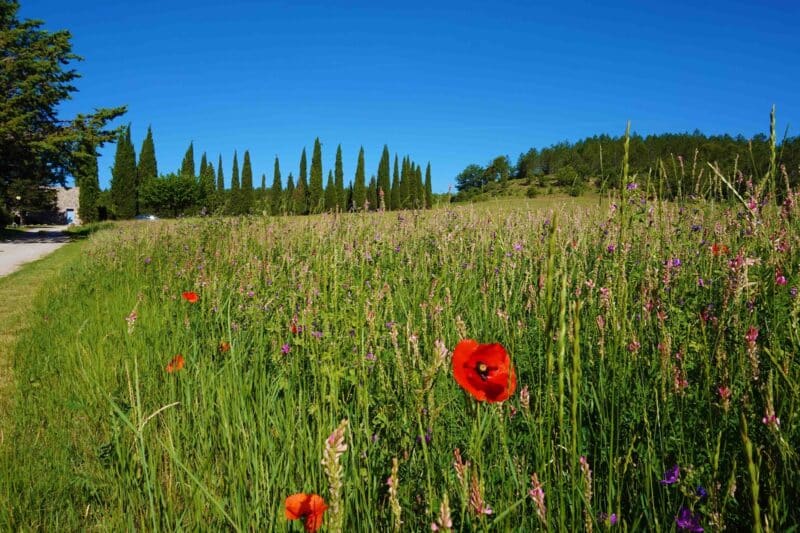 Domaine des cypres